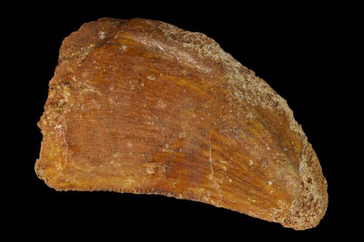 Bargain, Carcharodontosaurus Tooth - Real Dinosaur Tooth #145732